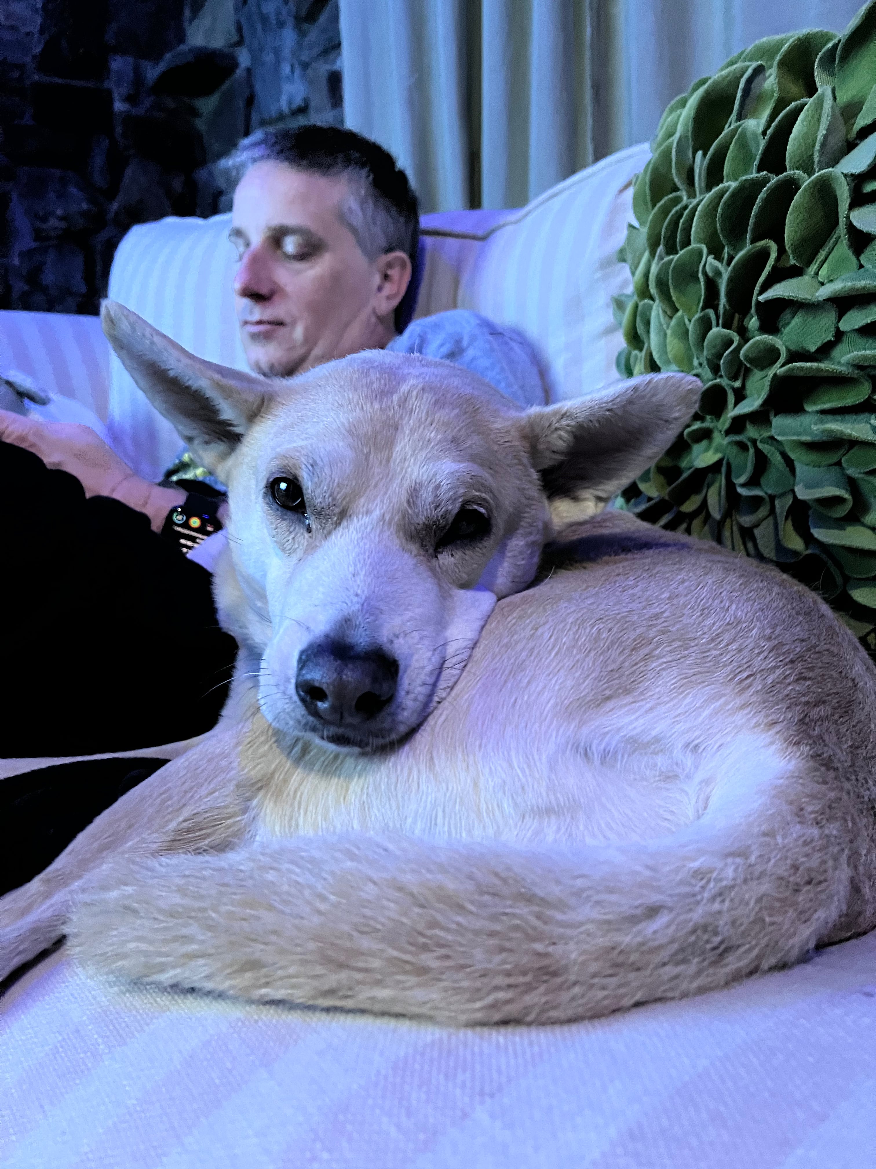 A dog curled up like a bagle on a couch, with a man in the background on his phone.
