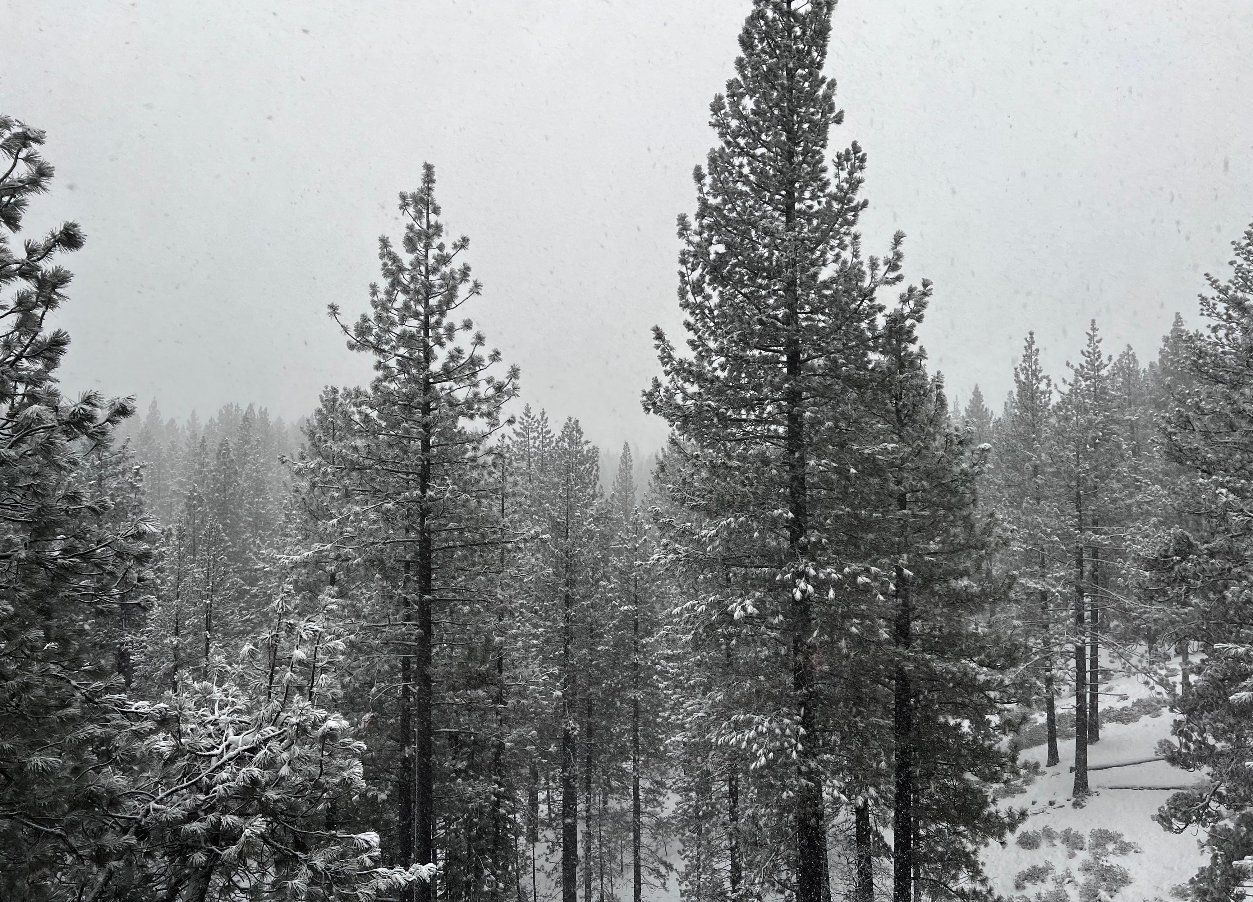 Pine trees covered in snow. In the background it is still snowing, making the rest of the landscape difficult to see.