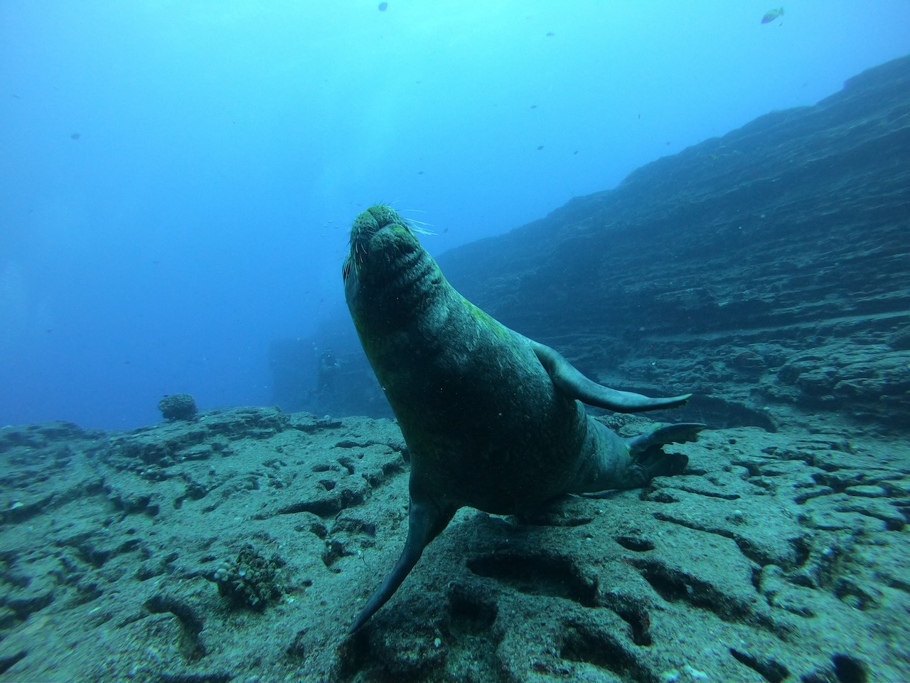 Photo of a monk seal taken underwater.
