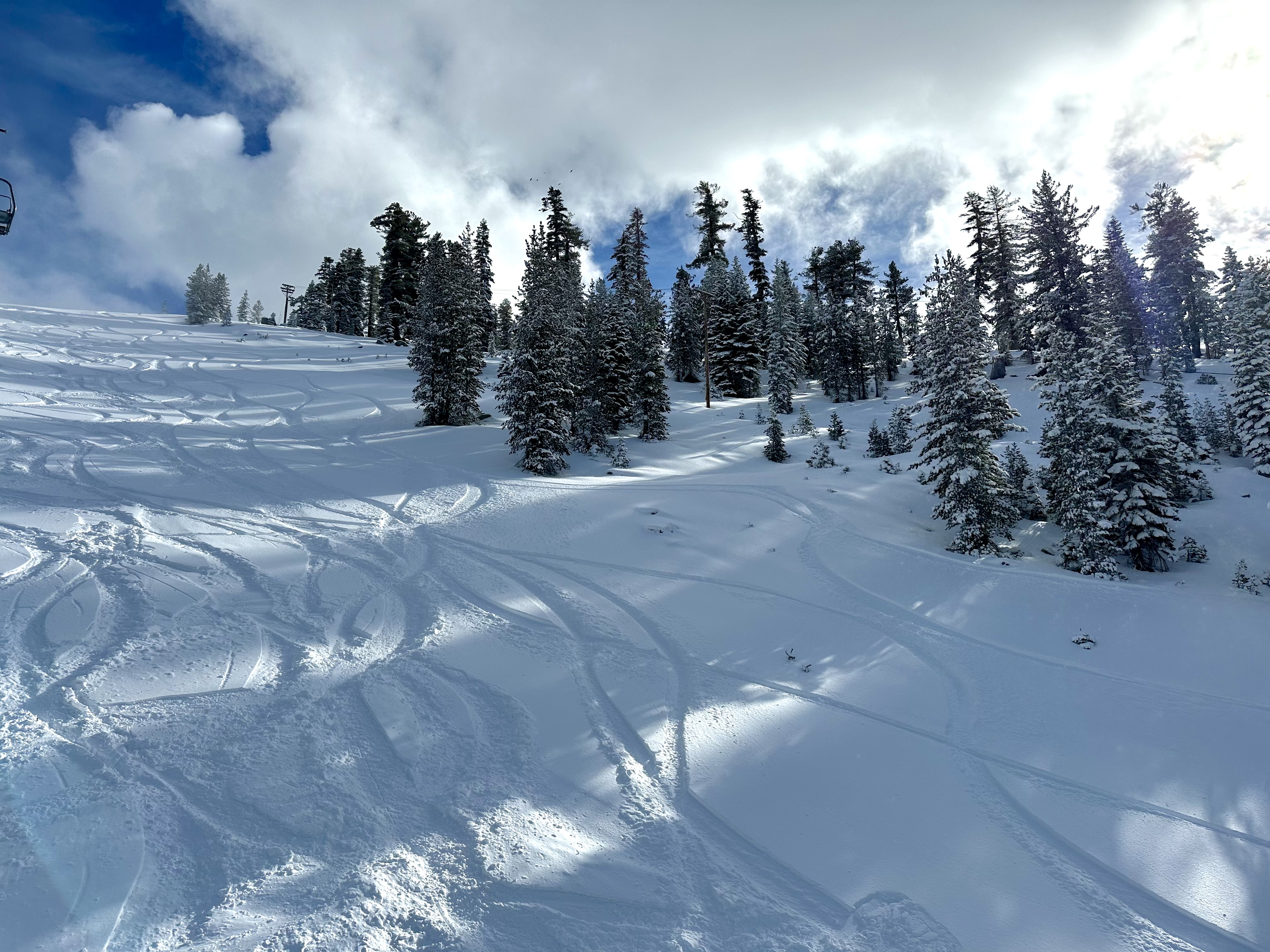Snaking trails from snowboarders left in fresh powder on the side of a mountain. Pine trees lightly covered in snow.