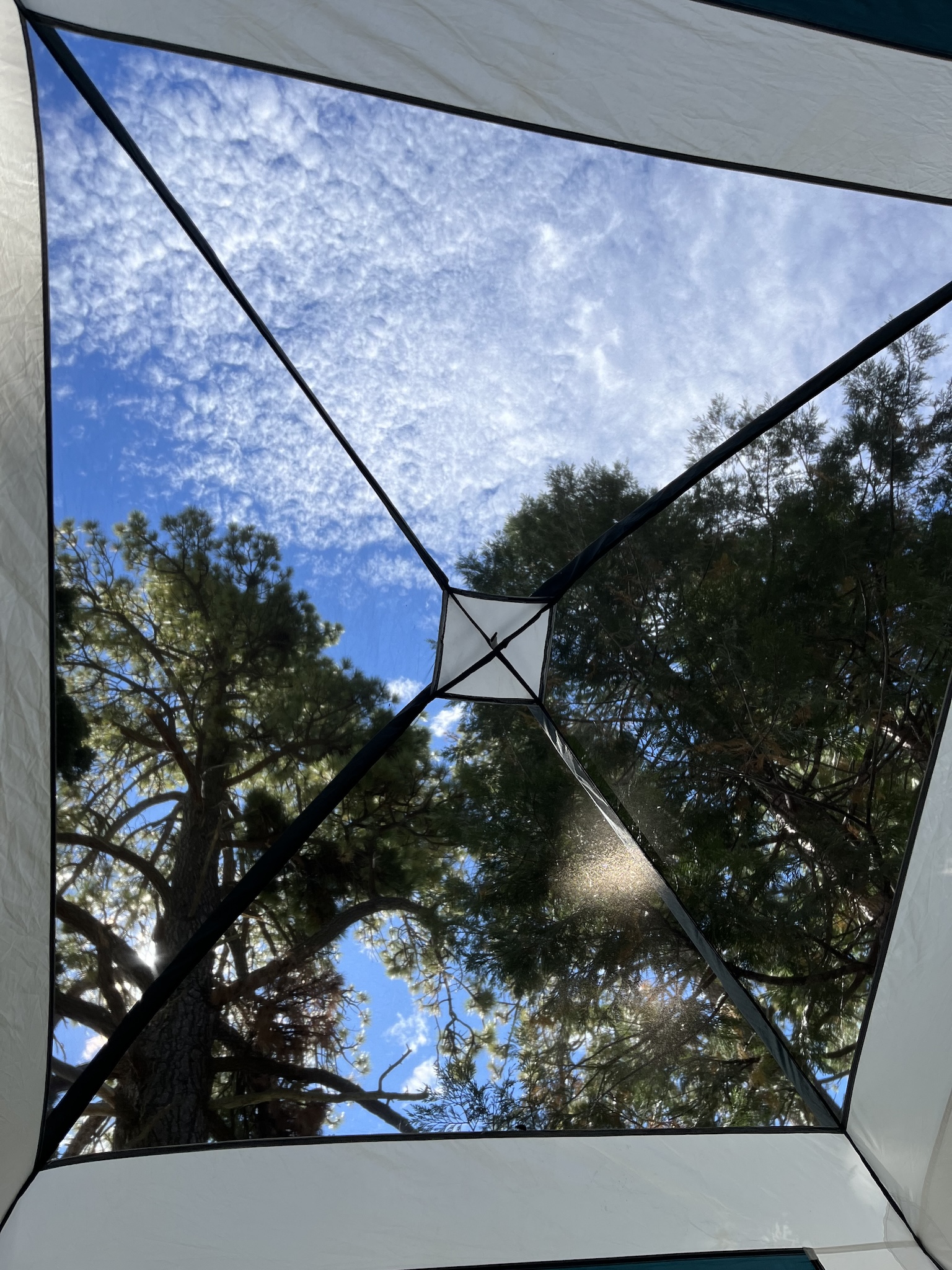 Looking up at the crowns of several Jeffrey pines through the mesh of a tent roof.