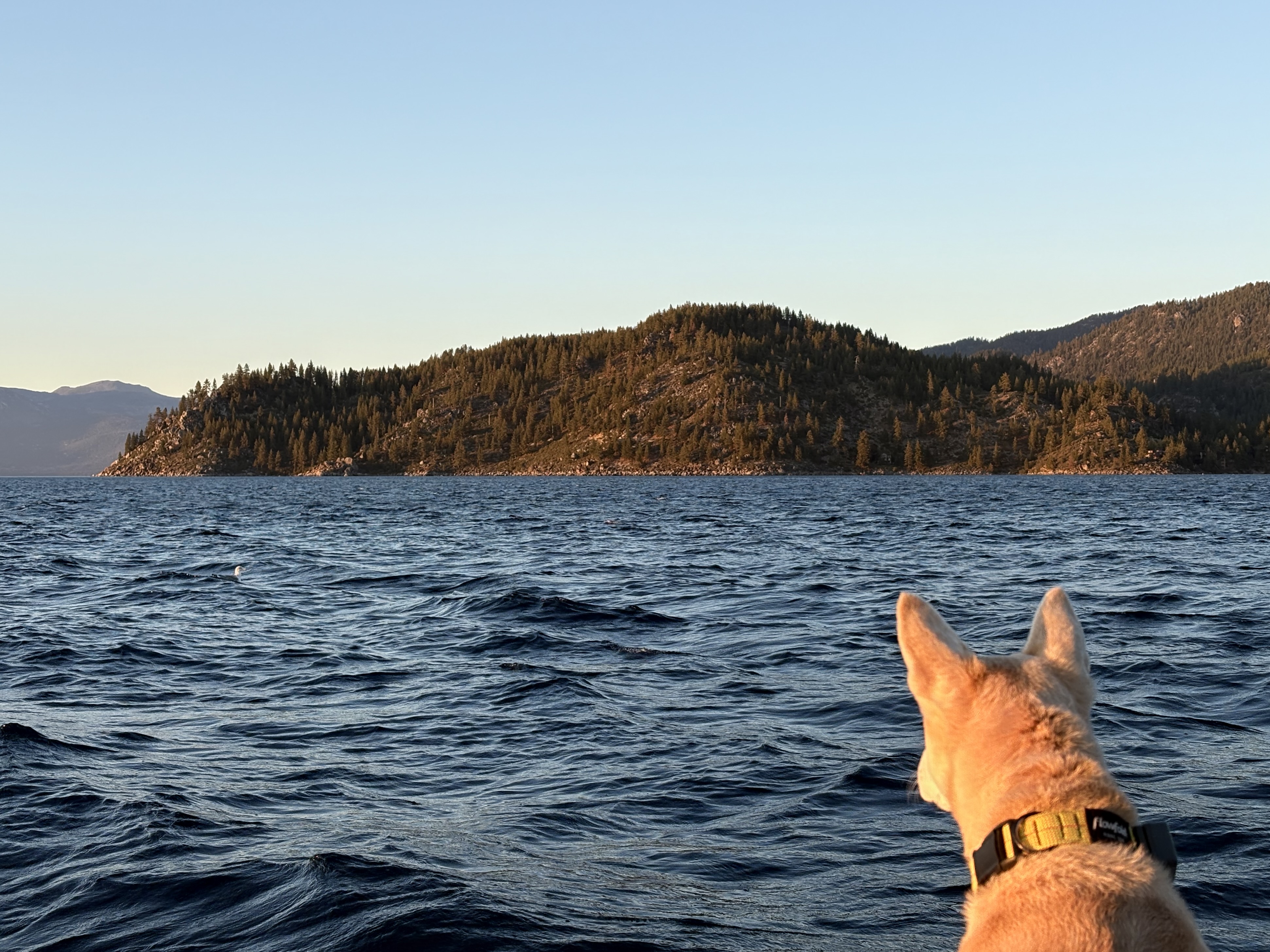 Dog staring off across a lake. A small bird is barely visible among the waves. In the background is a pine tree covered hill cast in golden light.