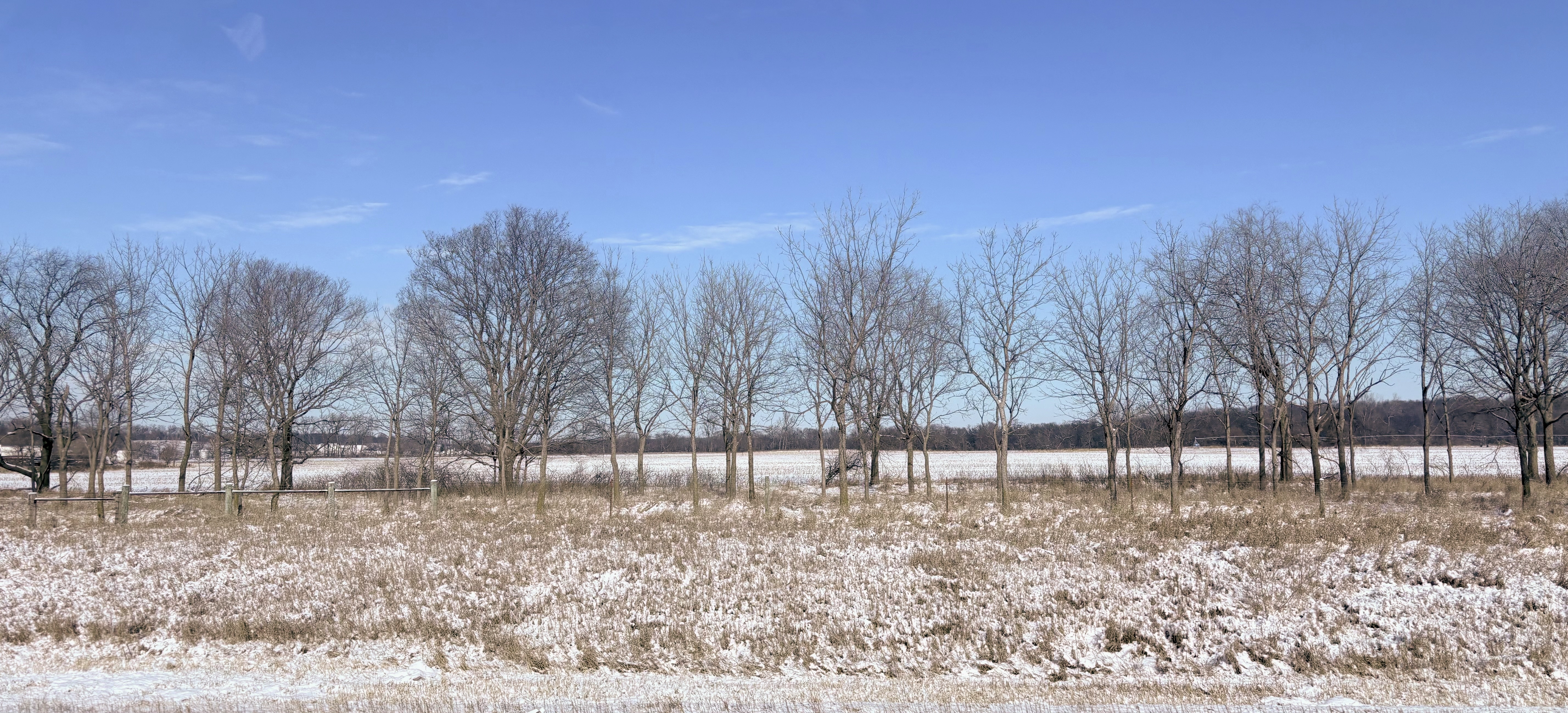 A line of bare trees in front of a snow-covered field, with small brown plants poking through the snow in front.