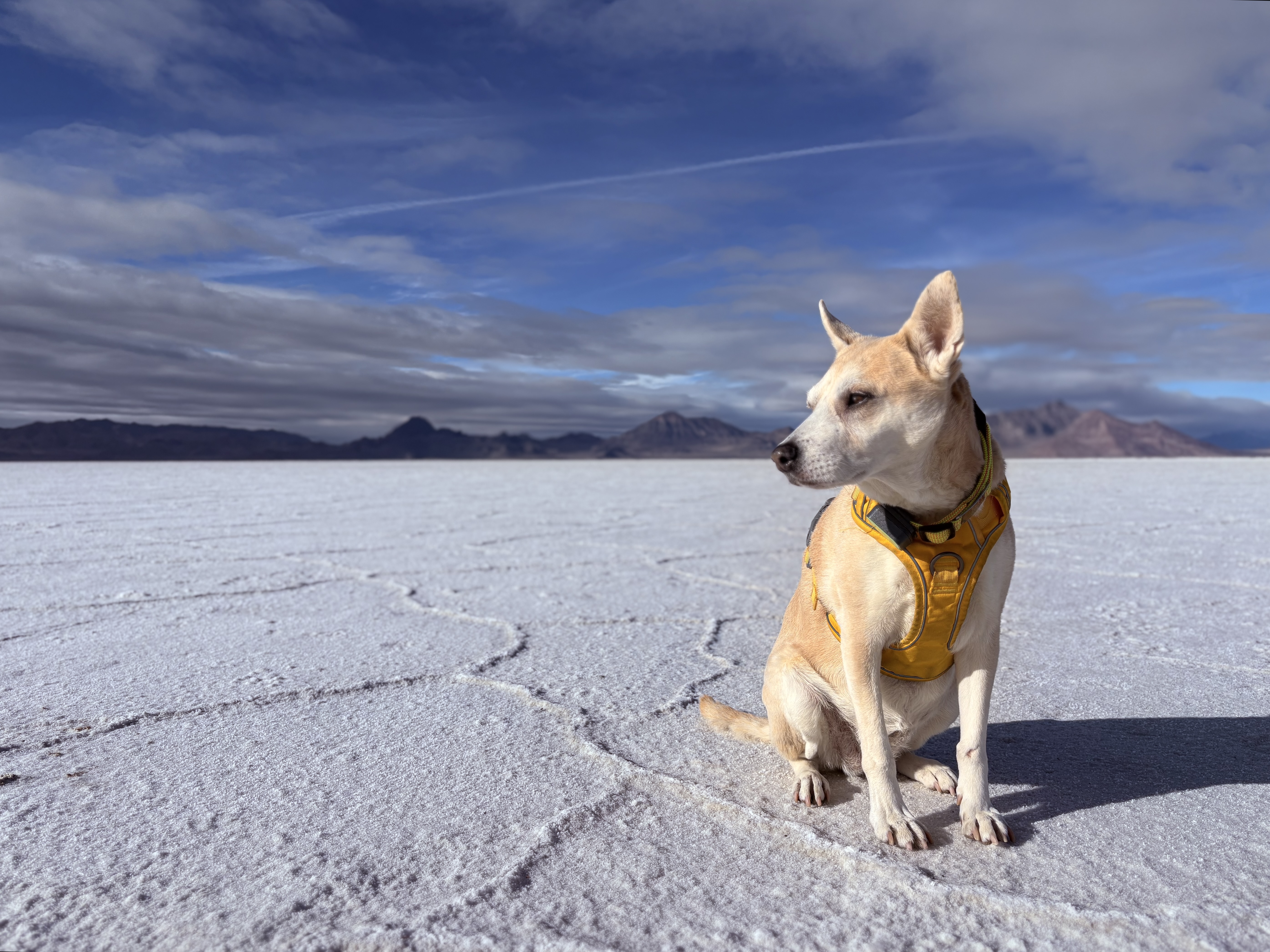 Dog wearing a yellow harness, looking off to the left. The dog is sitting on the salt flats between some of the raised lines, with a blue partly cloudy sky and mountains in the distance.